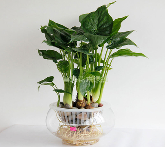 江北盆景租赁，服务好到让你惊艳不已！